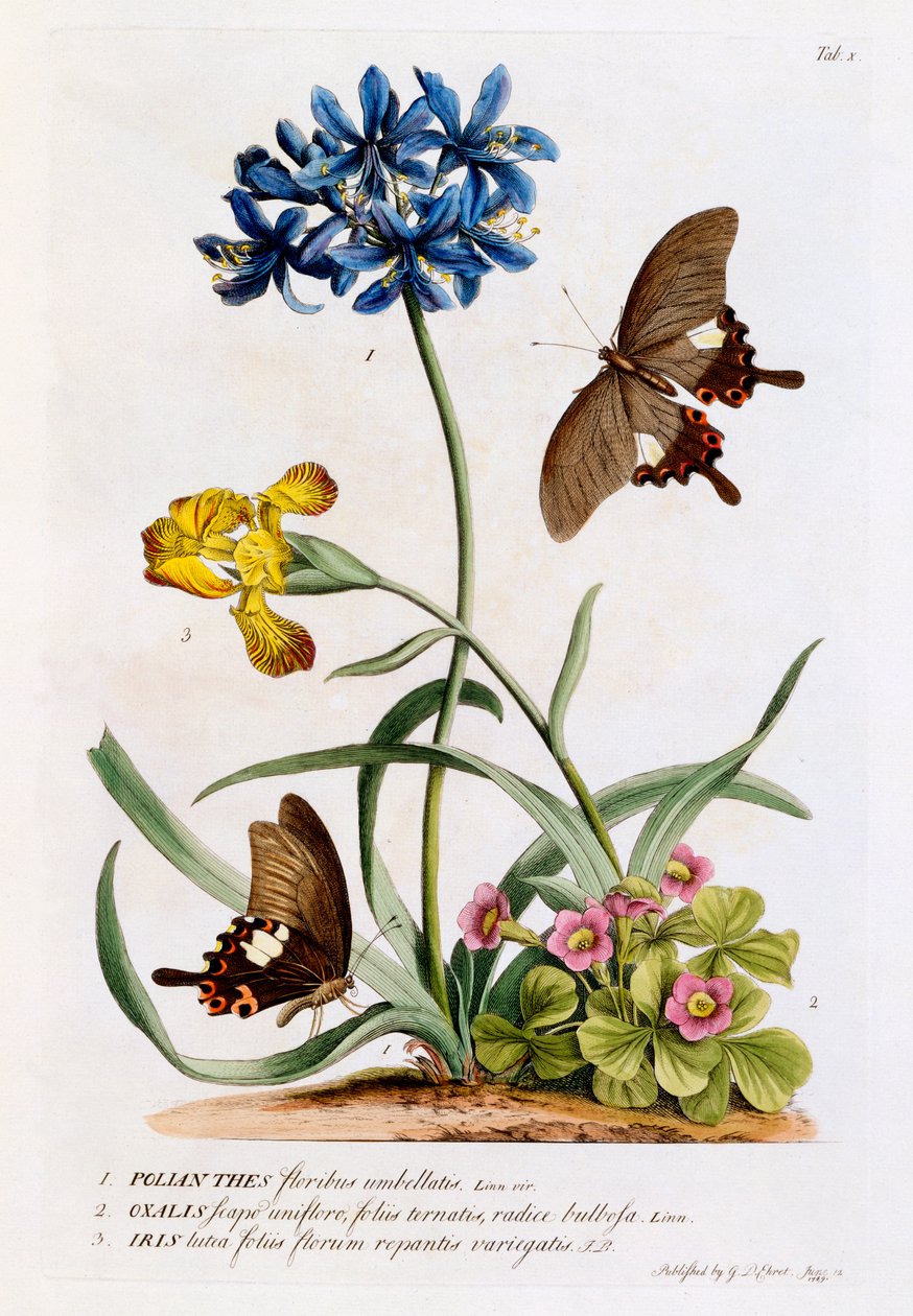 Polianthes, Oxalis and Iris, 1749 by Georg Dionysius Ehret