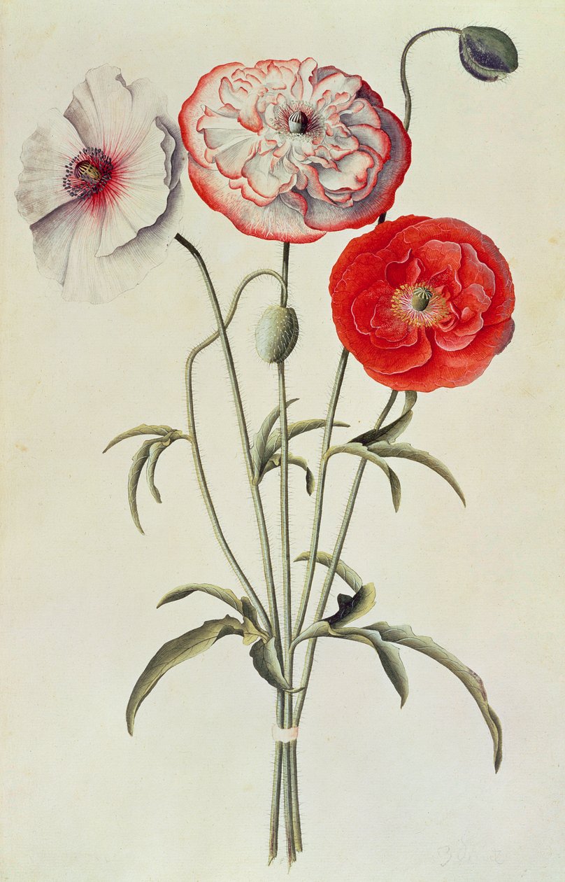 Poppies: Corn by Georg Dionysius Ehret