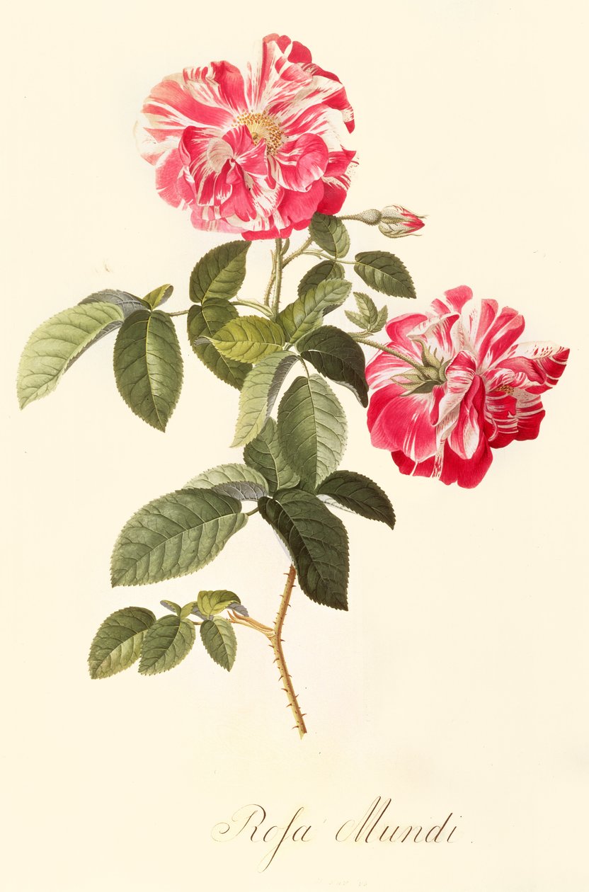 Rosa Mundi by Georg Dionysius Ehret
