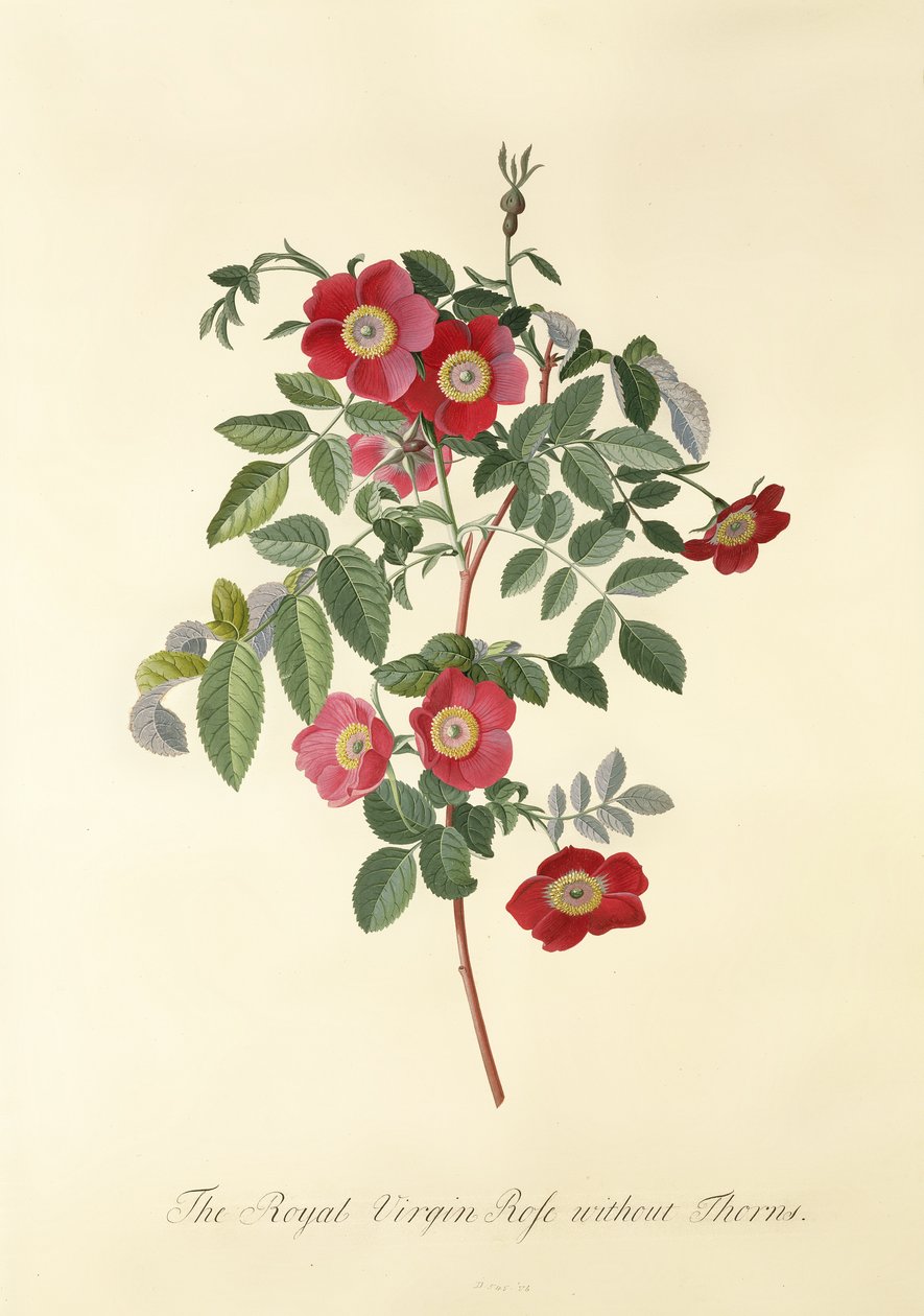 Rose: without thorns (Royal Virgin Rose) by Georg Dionysius Ehret