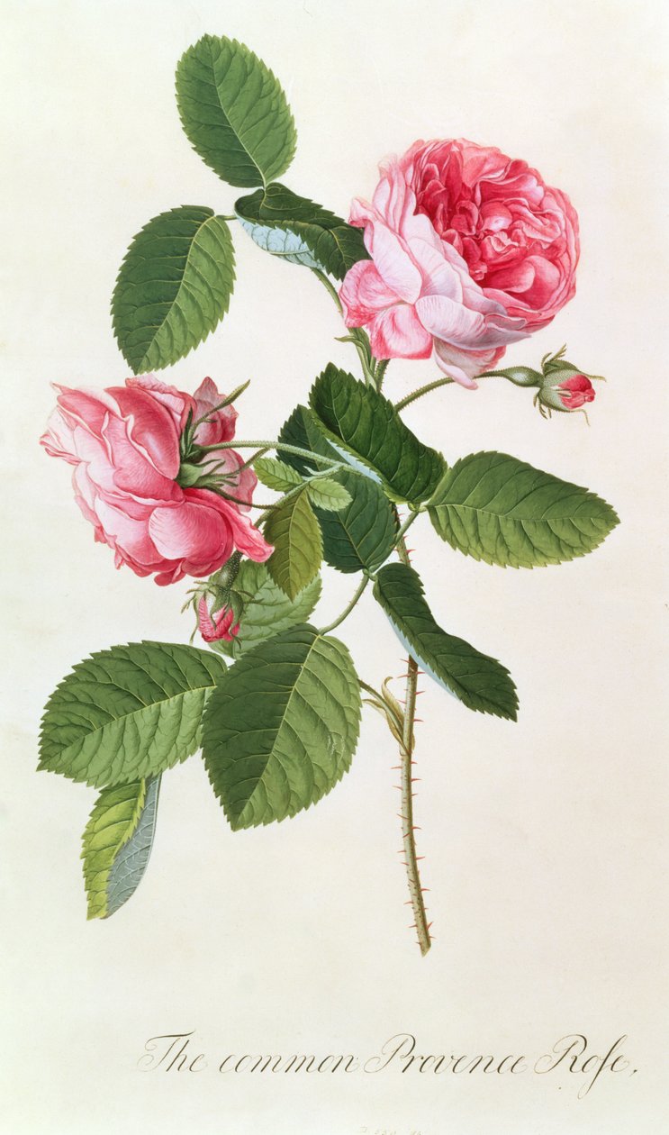 The Common Provence Rose by Georg Dionysius Ehret