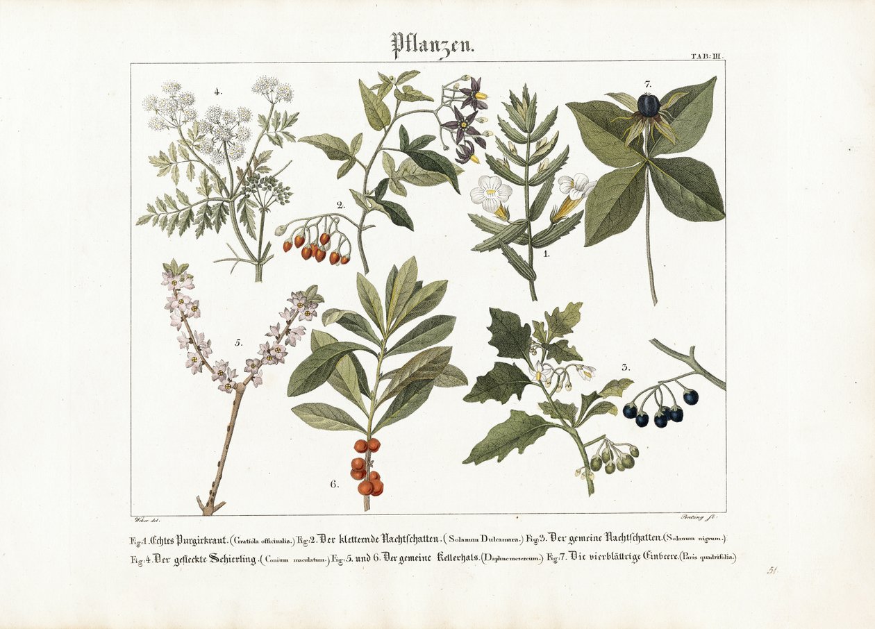 Medicinal and Poisonous Plants by Georg Bretzing