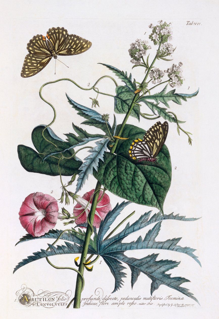 1. Abutilon, 2. Convolvulus, c. 1748 hand coloured engraving by "Georg Dionysius Ehret