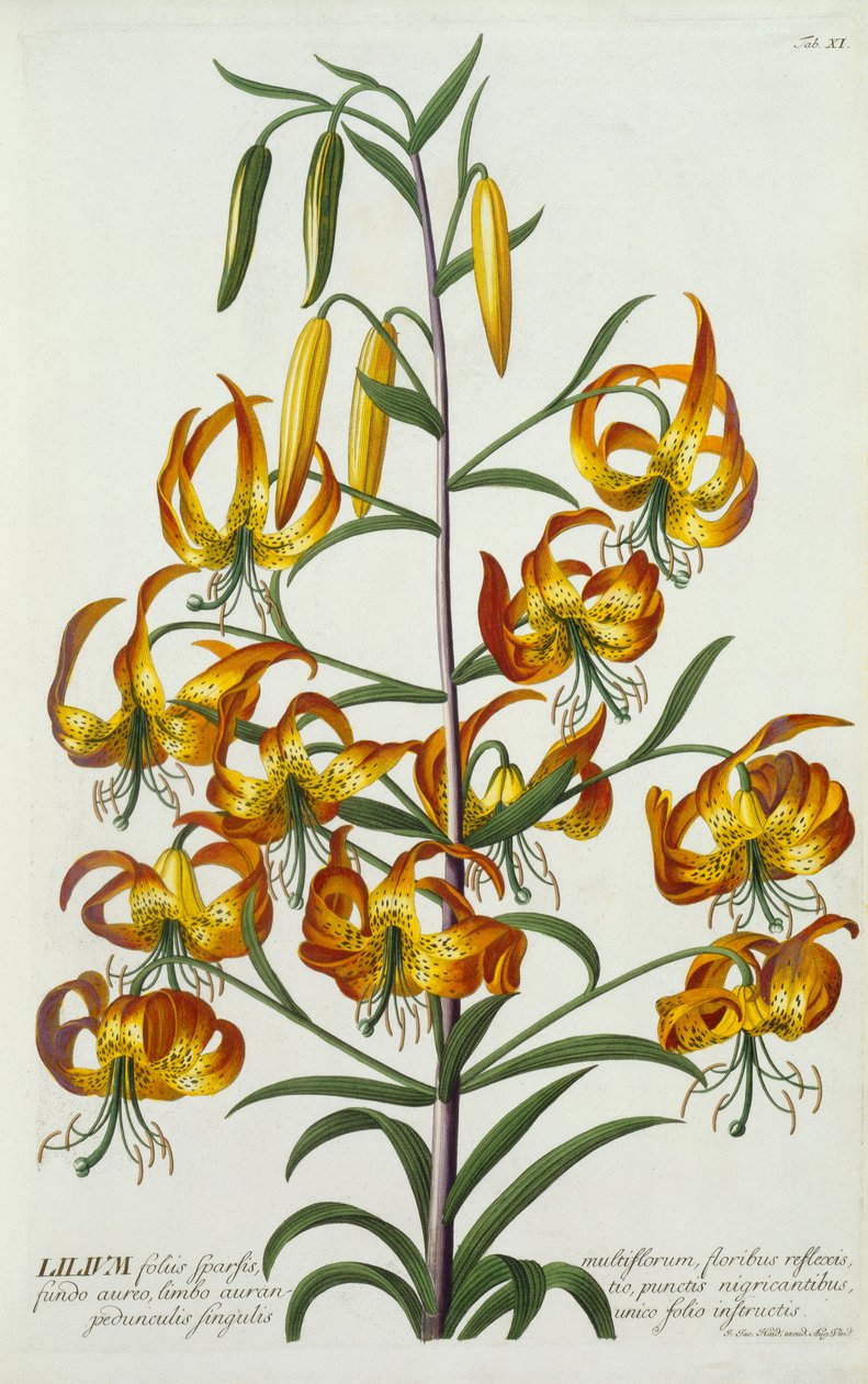 American Turkscap Lily by "Georg Dionysius Ehret