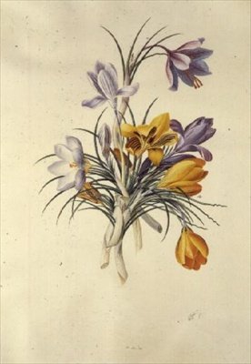 Crocus by Georg Dionysius Ehret
