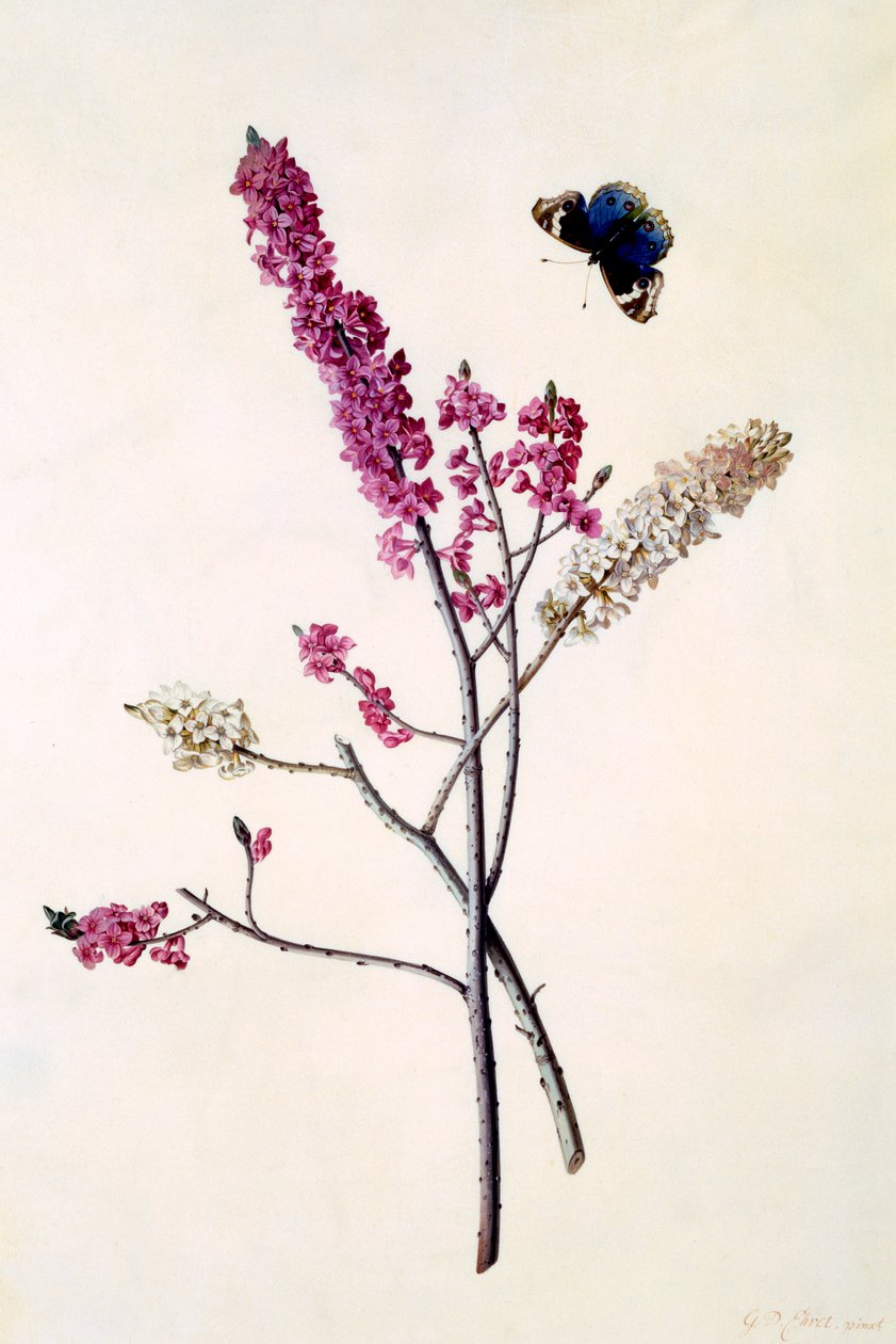 Daphne Mezereum with Butterfly by "Georg Dionysius Ehret