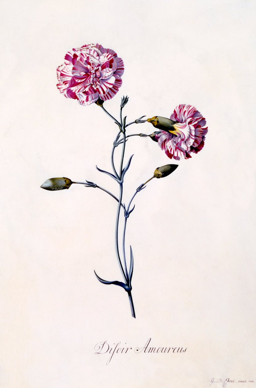 Difor Amourius Carnation by "Georg Dionysius Ehret