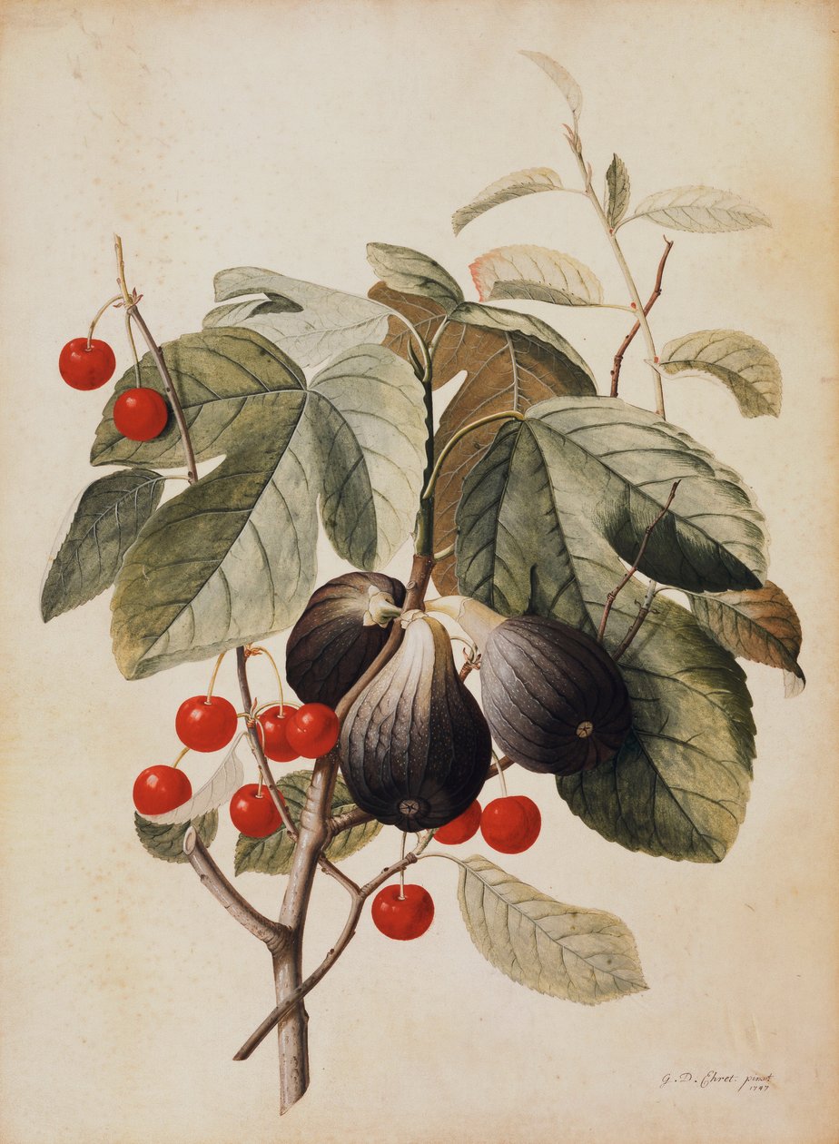 Figs and Cherries by Georg Dionysius Ehret