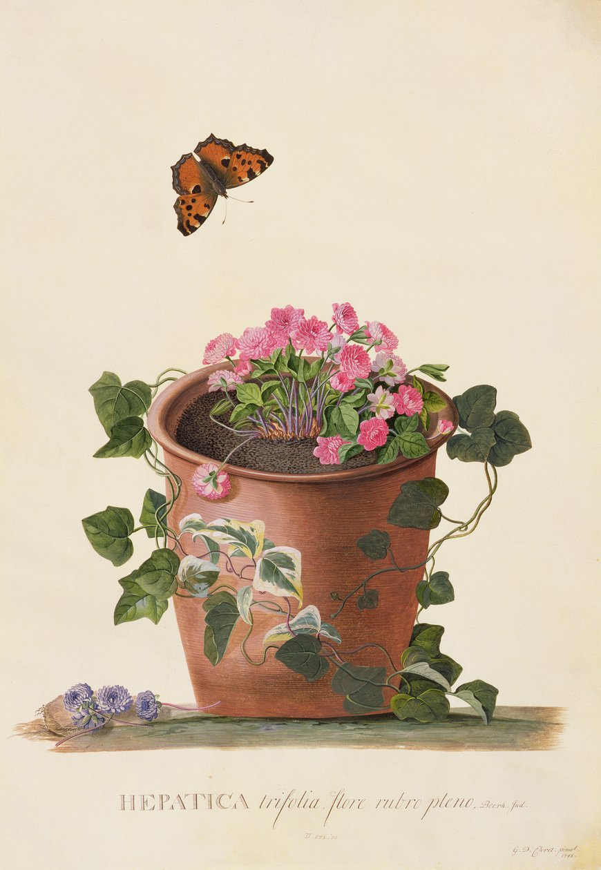 Hepatica Trifolia (Nobilis), 1745 by Georg Dionysius Ehret