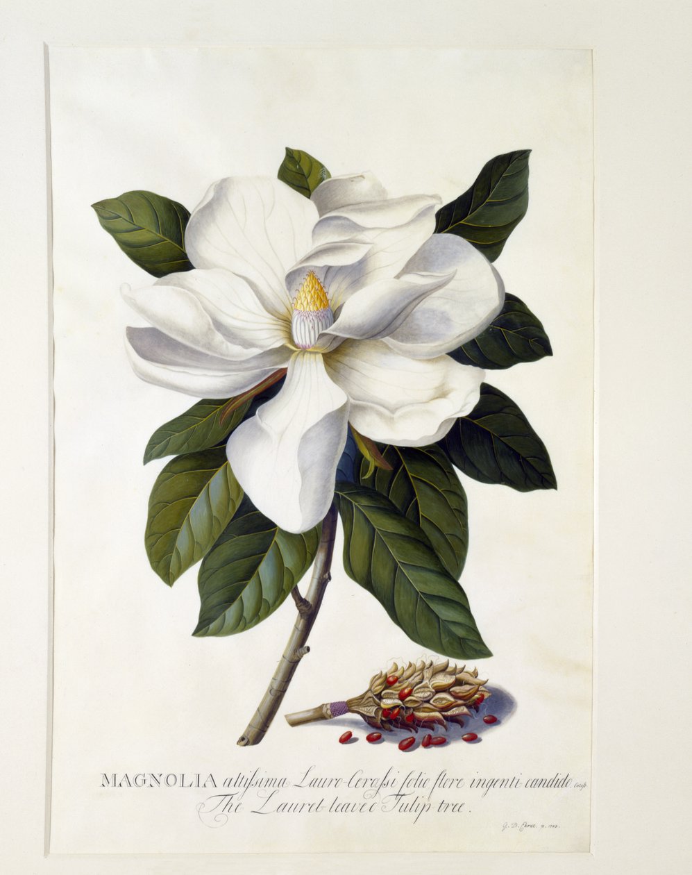 Magnolia Grandiflora by Georg Dionysius Ehret
