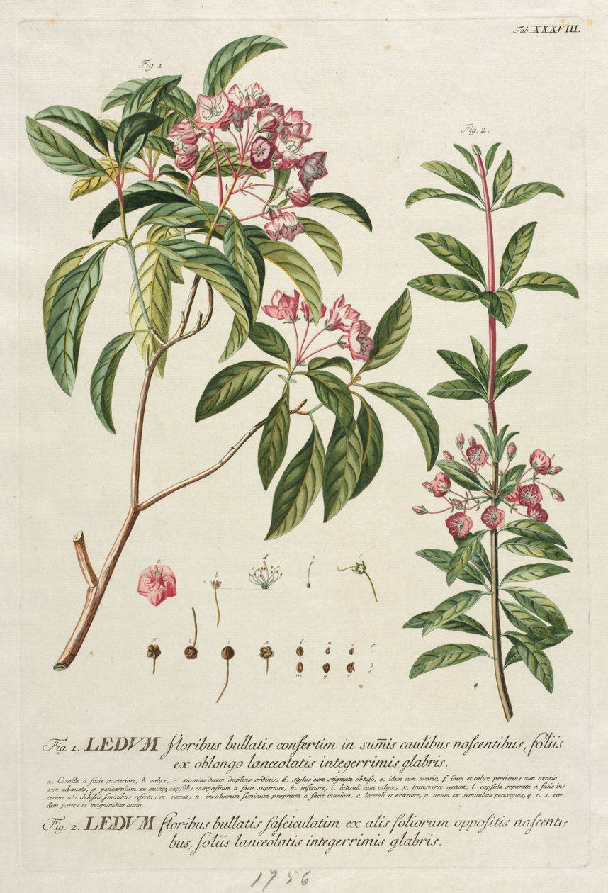 Plantae Selectae: No. 38 by Georg Dionysius Ehret