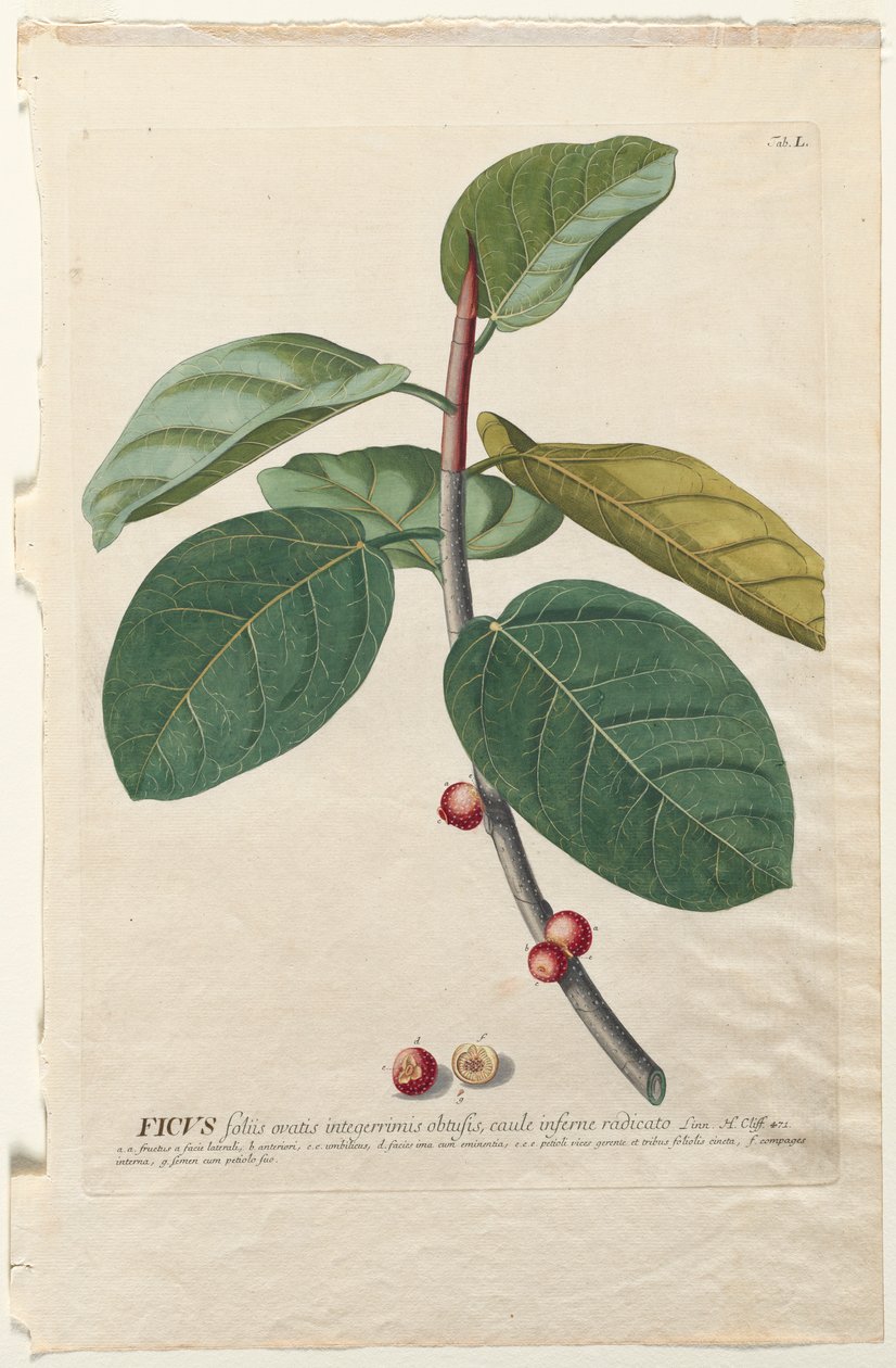 Plantae Selectae: No. 50 - Ficus by Georg Dionysius Ehret