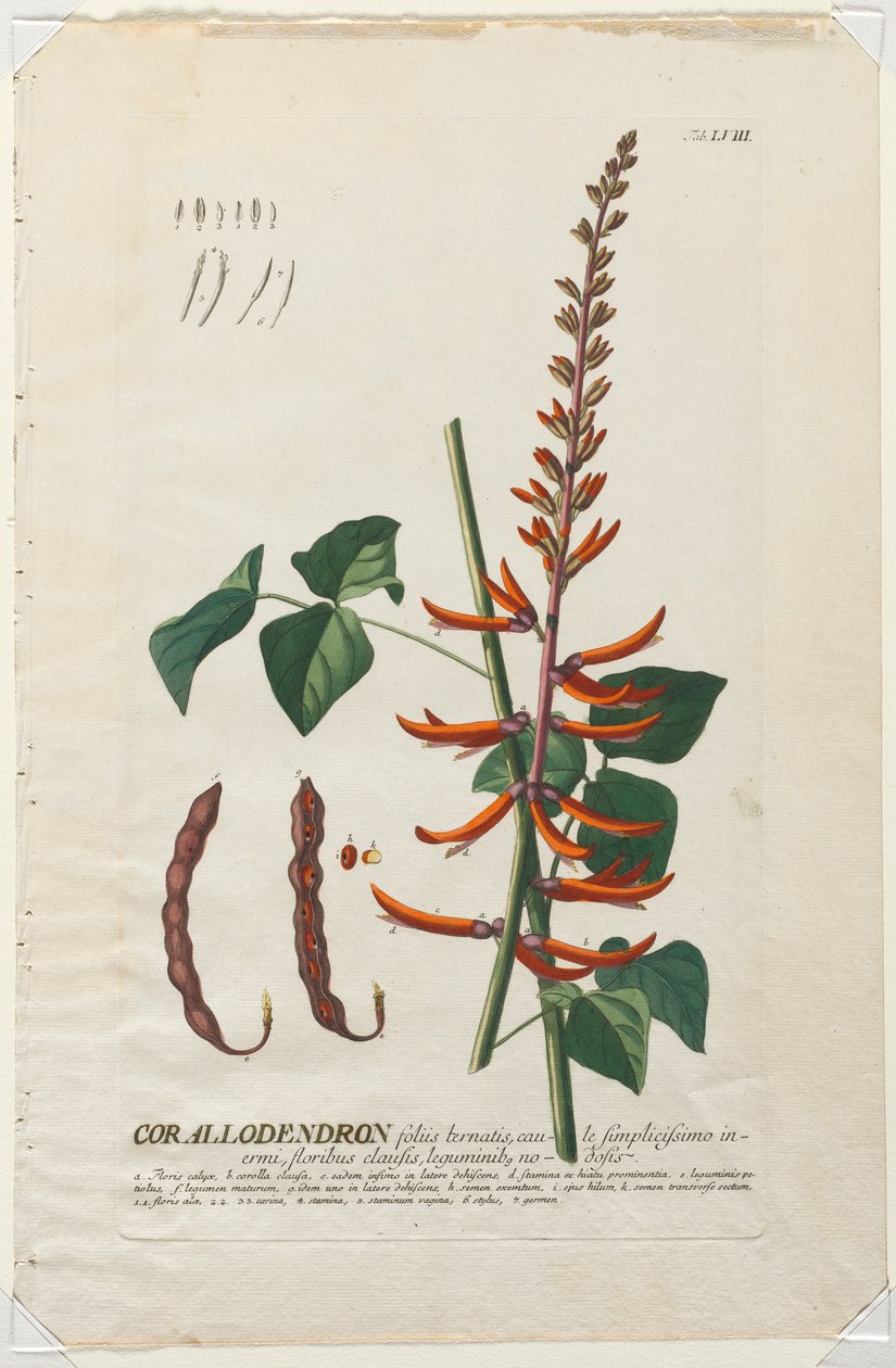 Plantae Selectae: No. 58 - Corallodendron by Georg Dionysius Ehret