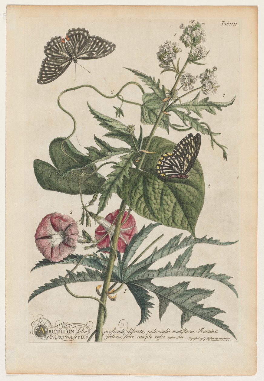 Rare Plants and Butterflies: No. 7 by Georg Dionysius Ehret