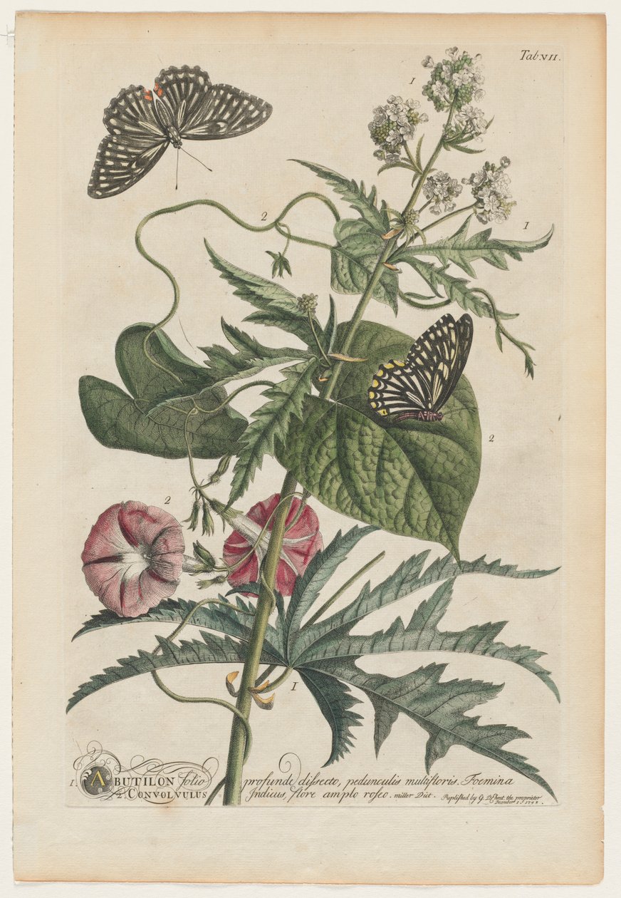 Plantae et papiliones rariores: No. 7 by Georg Dionysius Ehret