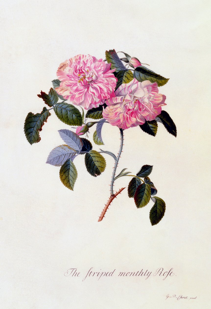 The Striped Monthly Rose, c. 1745 by "Georg Dionysius Ehret