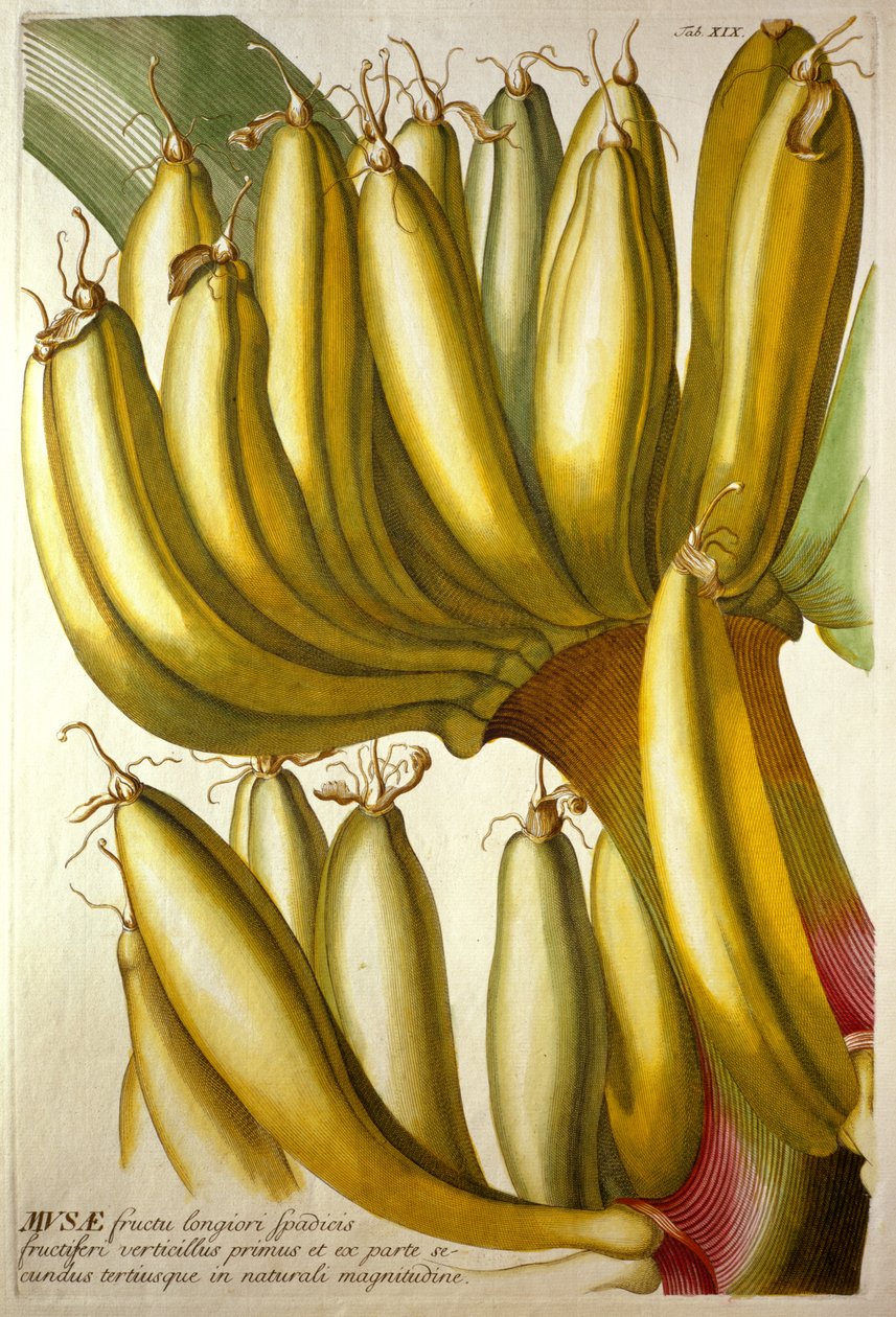 Young Bananas, from C. J. Trew