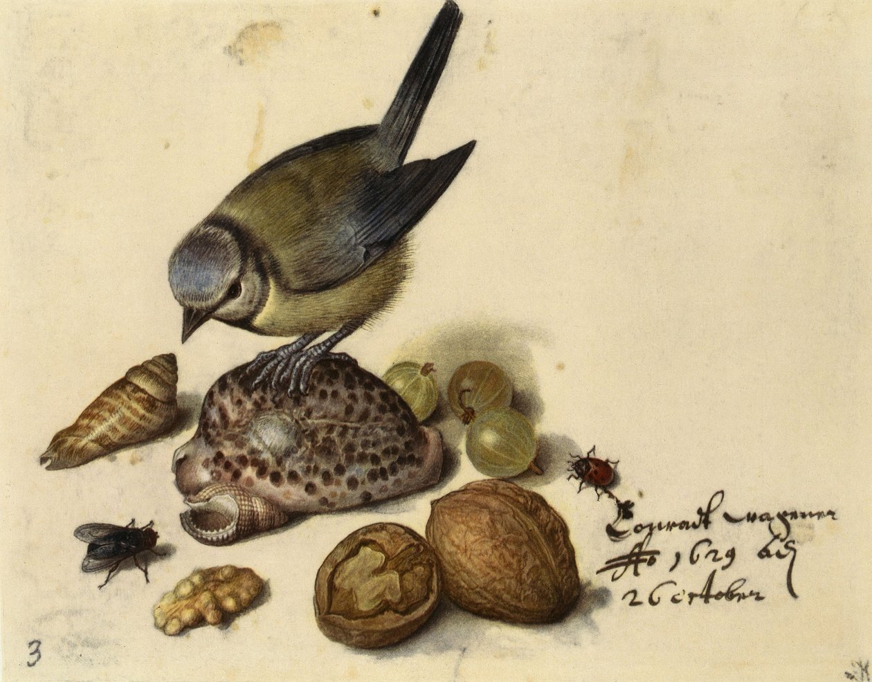 Still Life with Blue Tit, Shells, Fruits and Insects by Georg Flegel