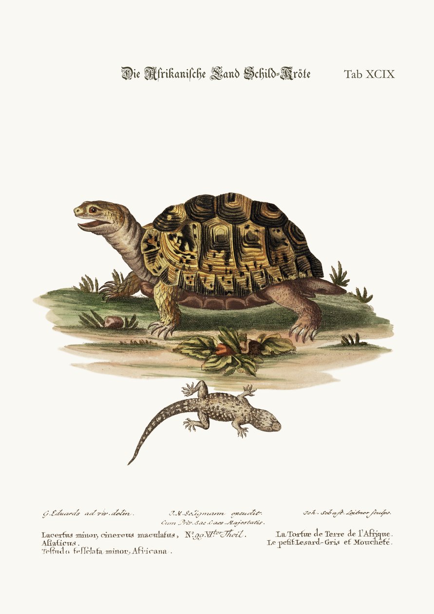 The African Land-Tortoise. The Small Spotted Grey Lizard, 1749-73 by George Edwards