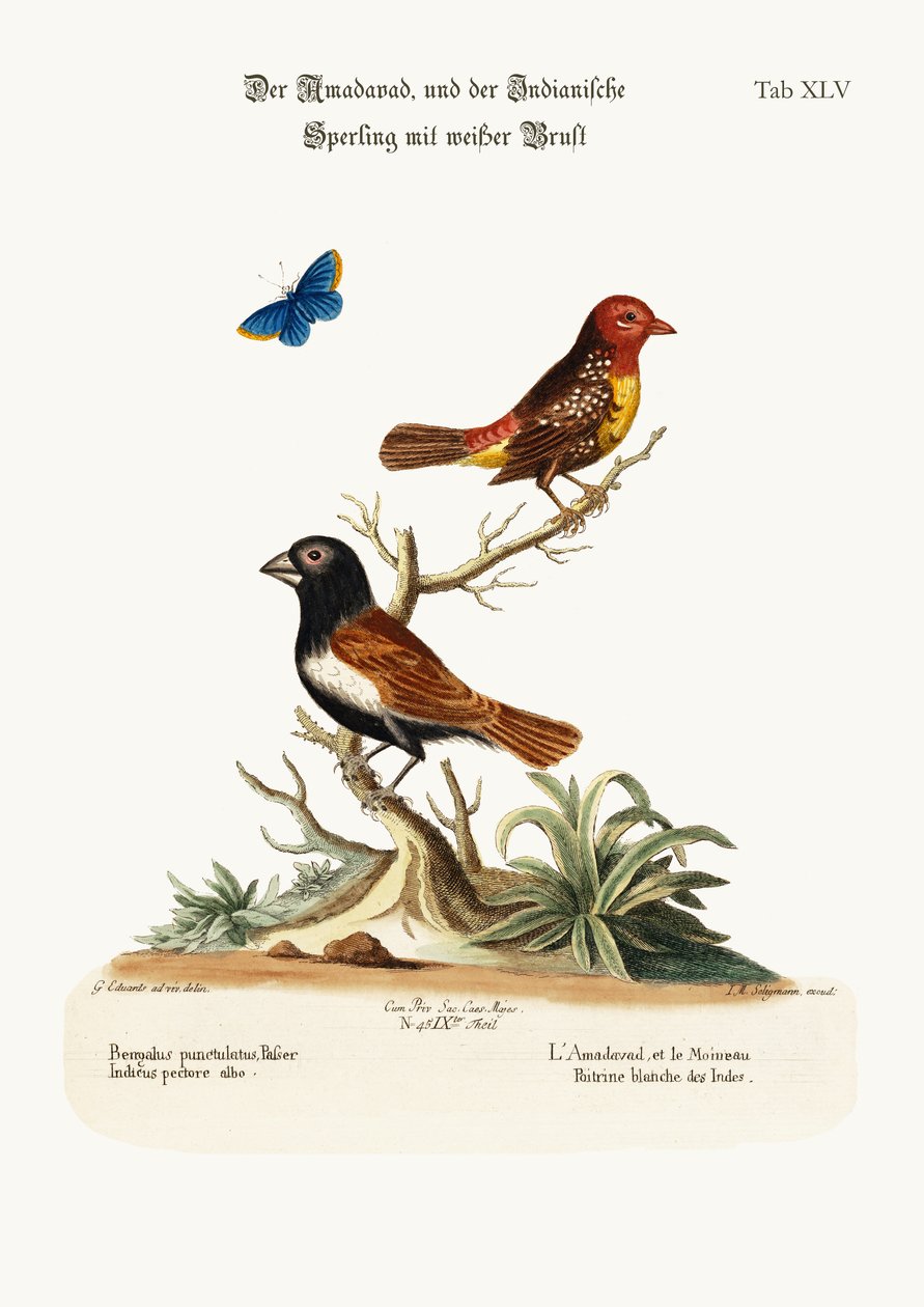 The Amadavad, and the White-breasted Indian Sparrow by George Edwards