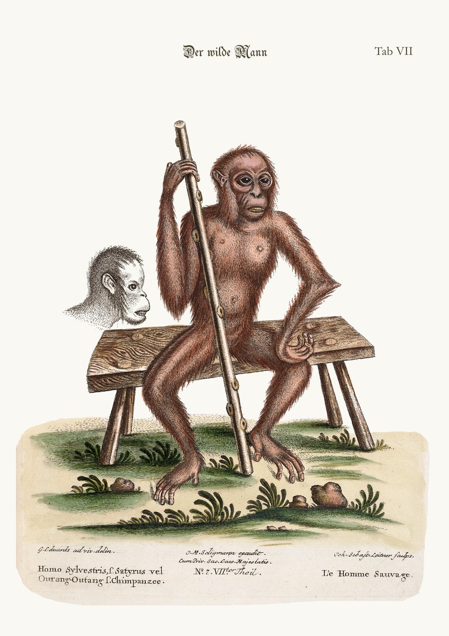The Man of the Woods by George Edwards