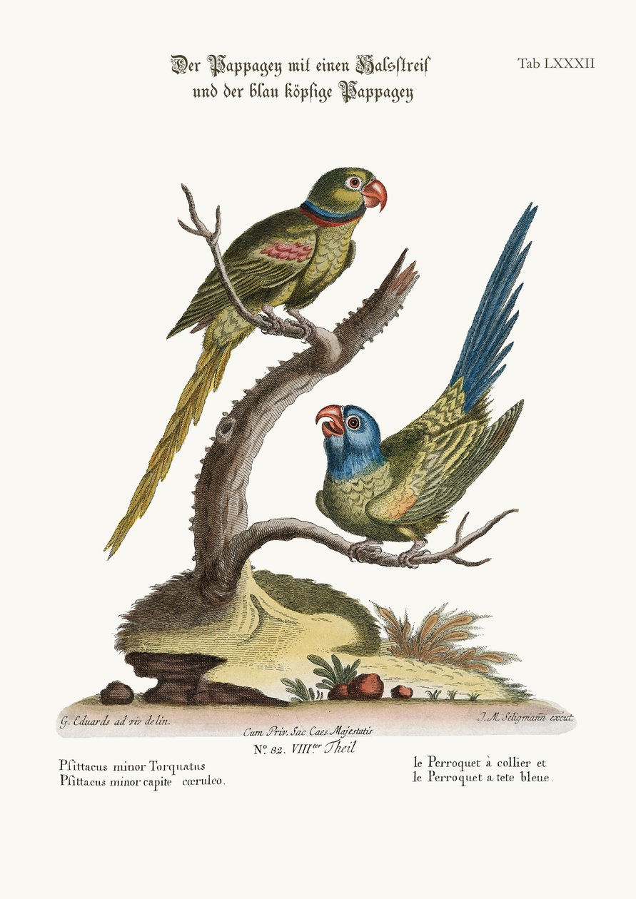The Ring Parrakeet, and the Blue-headed Parrakeet by George Edwards