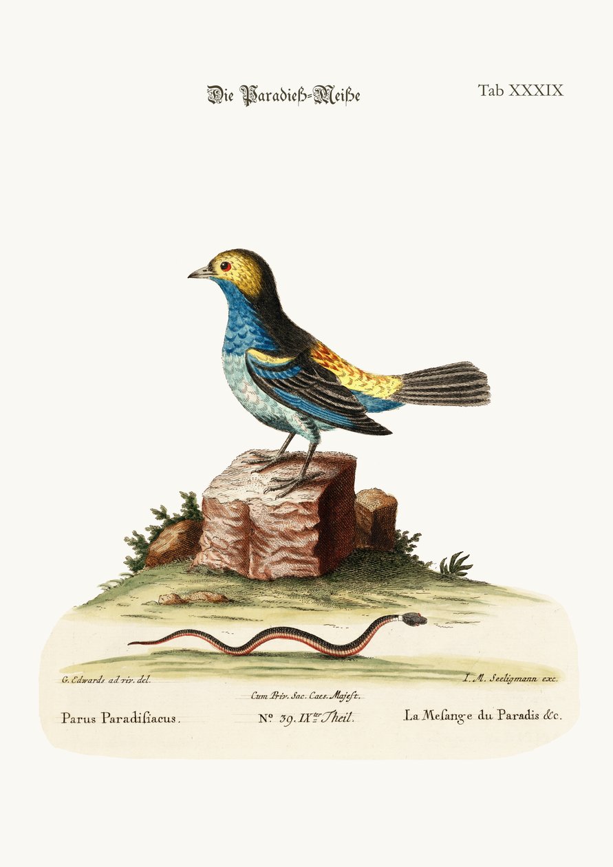 The Tit-mouse of Paradise, 1749-73 by George Edwards