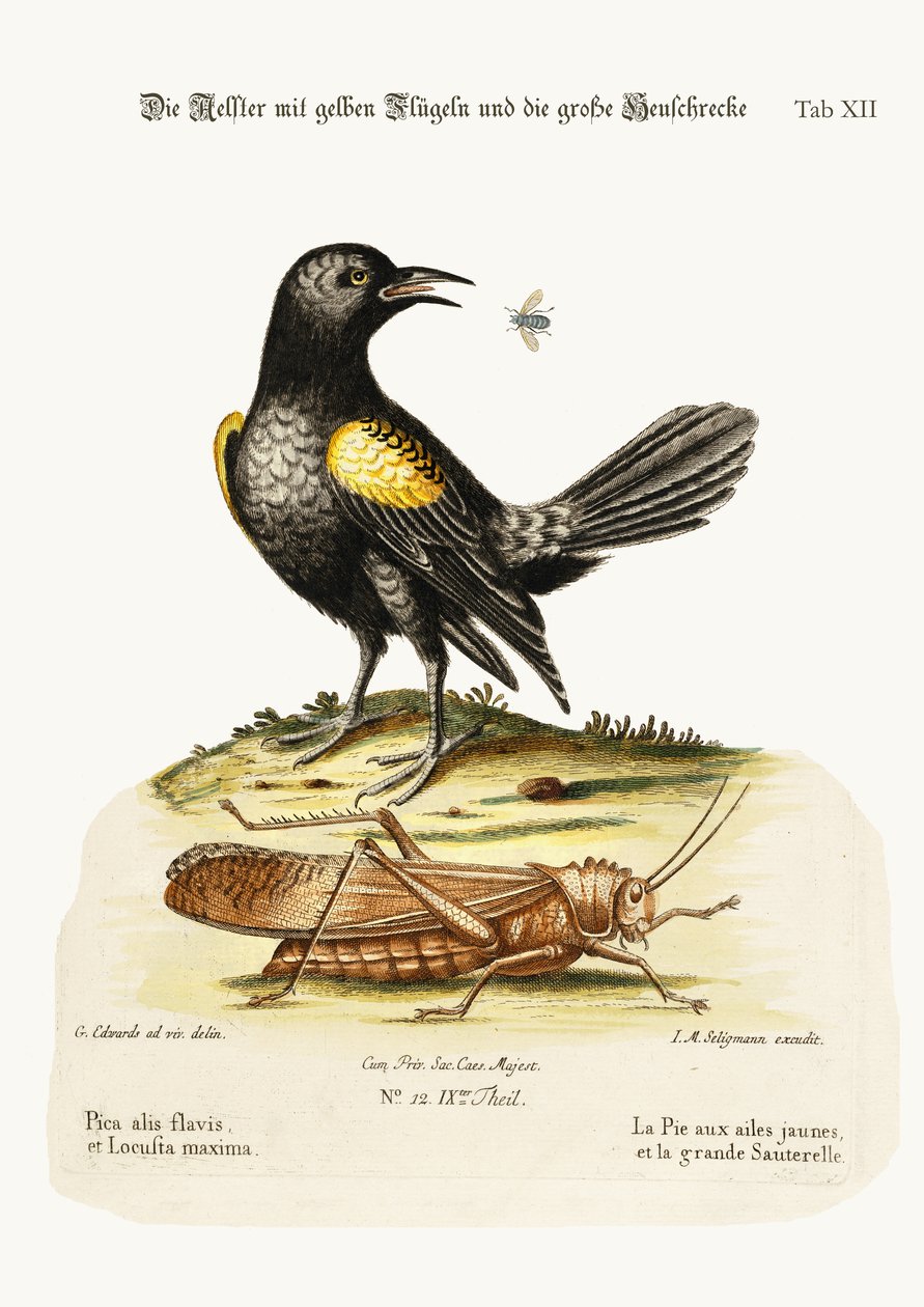 The Yellow-winged Pye, and Greatest Locust, 1749-73 by George Edwards