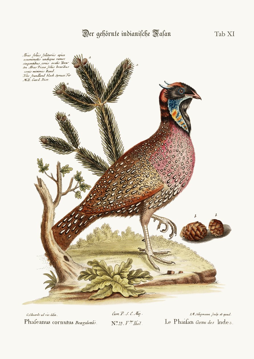 The Horned Indian Pheasant by George Edwards