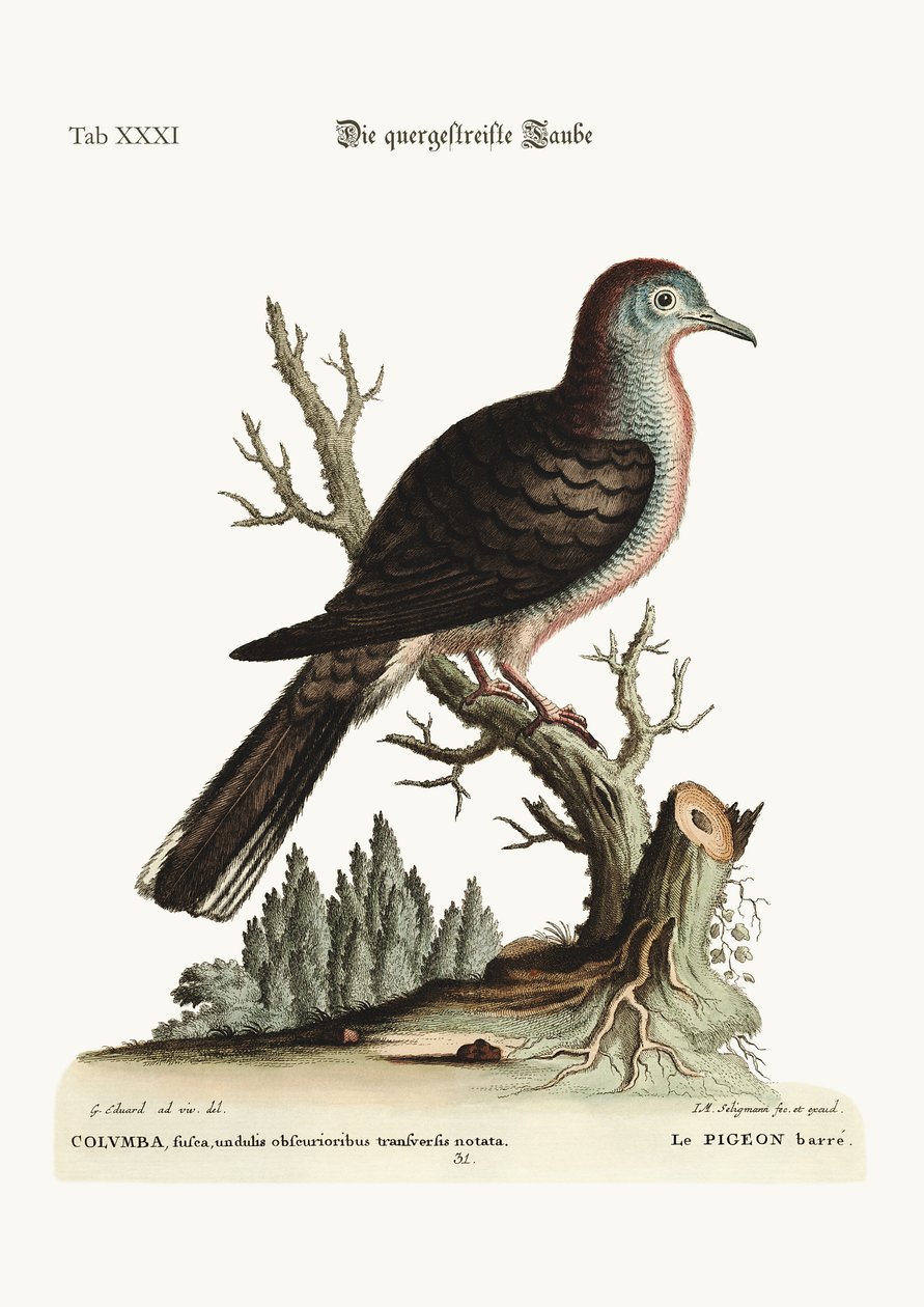 The transverse stripe or bared Dove by George Edwards