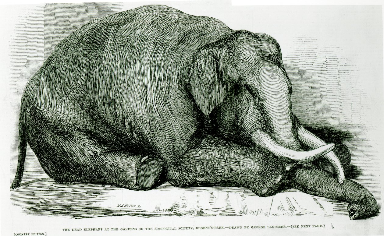 The Dead Elephant at the Gardens of the Zoological Society, Regents Park, from 