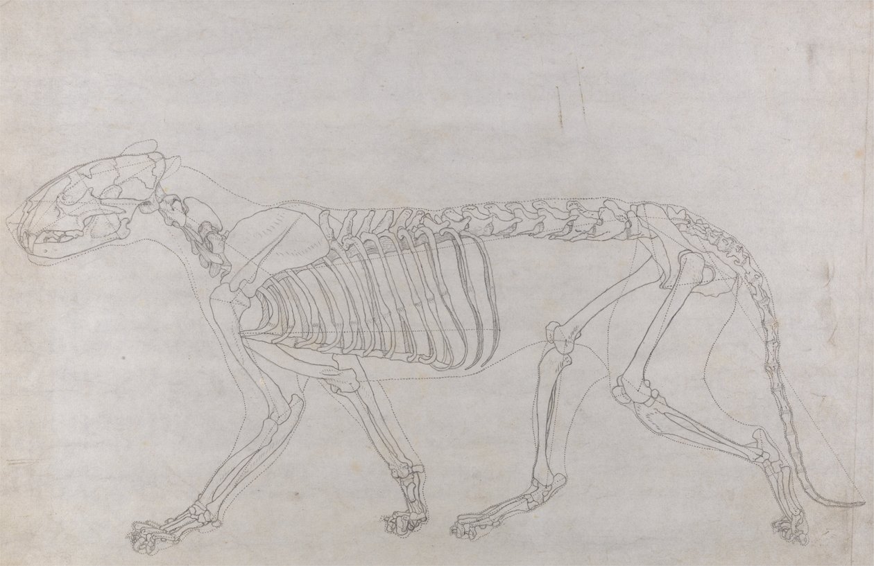 A Comparative Anatomical Exposition of the Structure of the Human Body with That of a Tiger and a Cow by George Stubbs