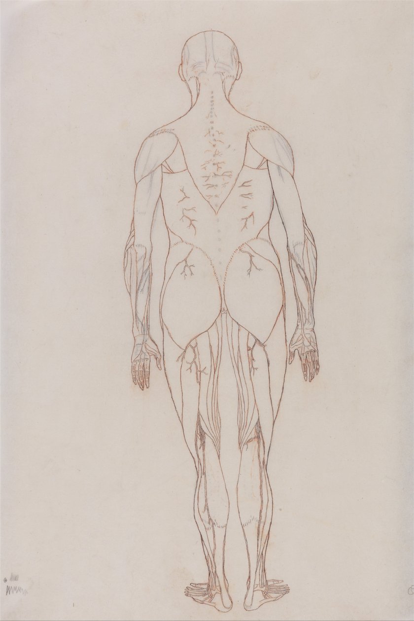 A Comparative Anatomical Exposition of the Structure of the Human Body with That of a Tiger and a Cow by George Stubbs