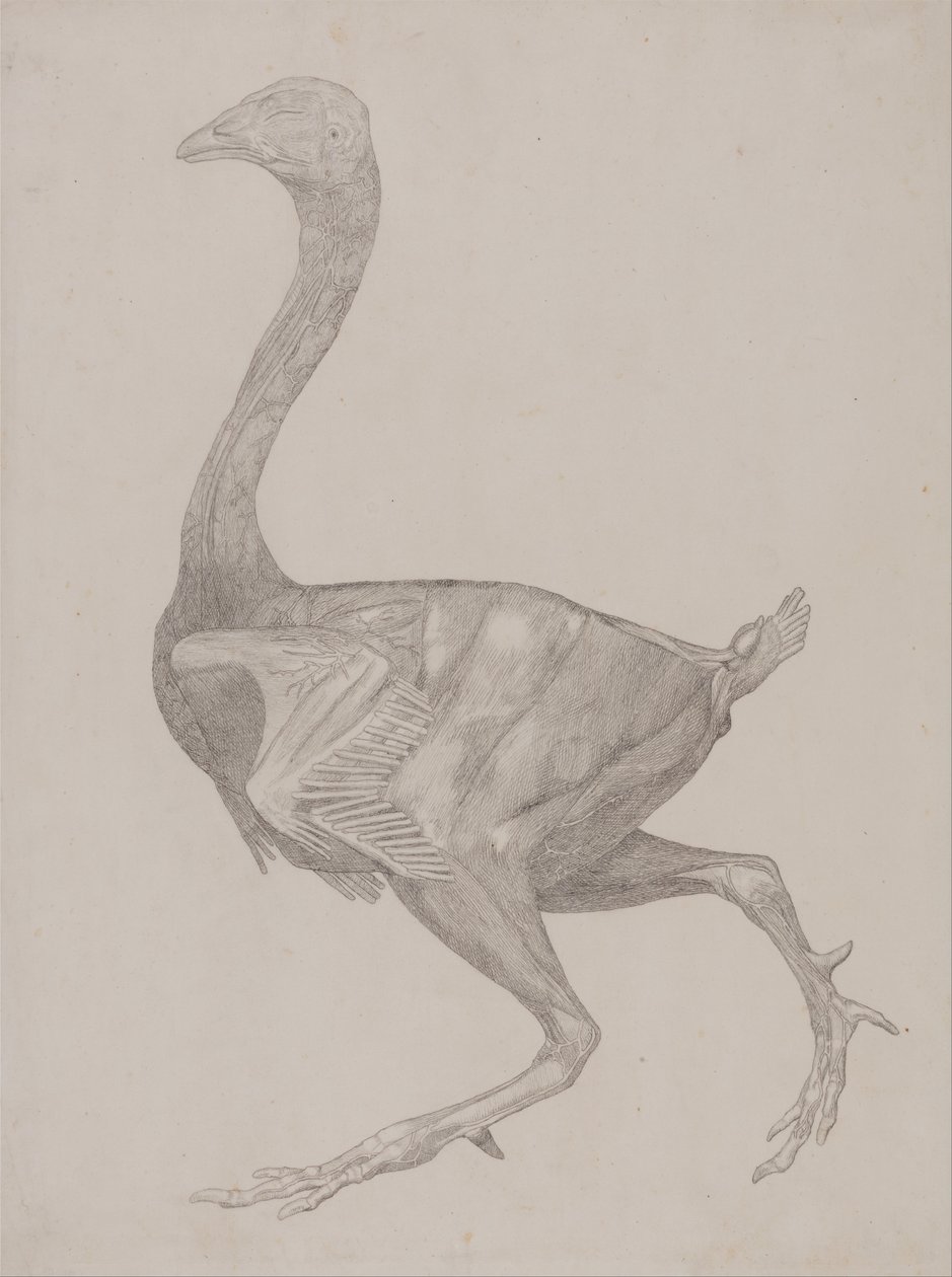 A Comparative Anatomical Exposition of the Structure of the Human Body with That of a Tiger and a Cow by George Stubbs