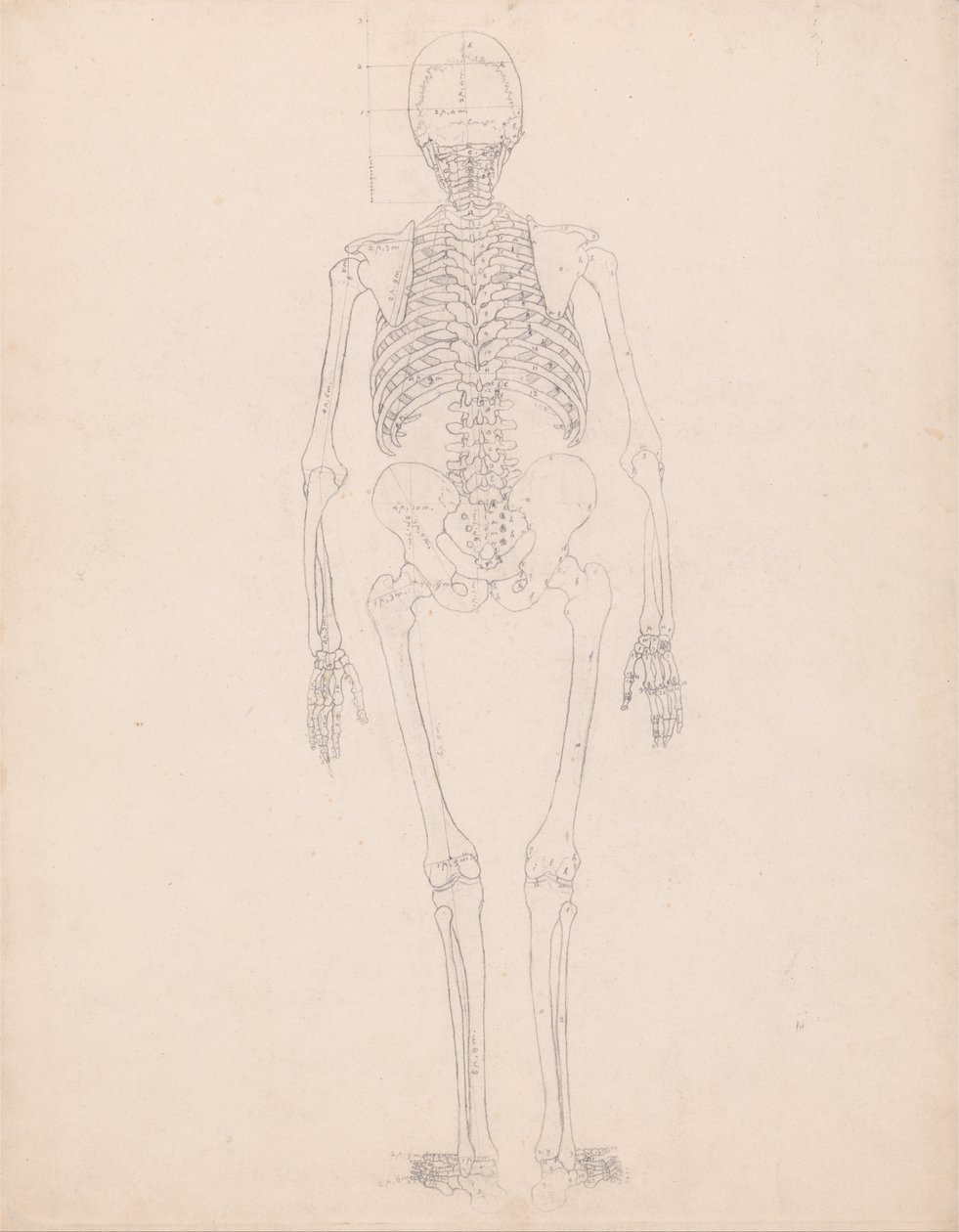 A Comparative Anatomical Exposition of the Structure of the Human Body with That of a Tiger and a Cow by George Stubbs