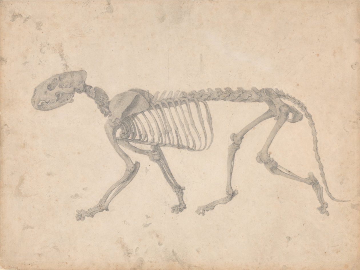 A Comparative Anatomical Exposition of the Structure of the Human Body with that of a Tiger by George Stubbs