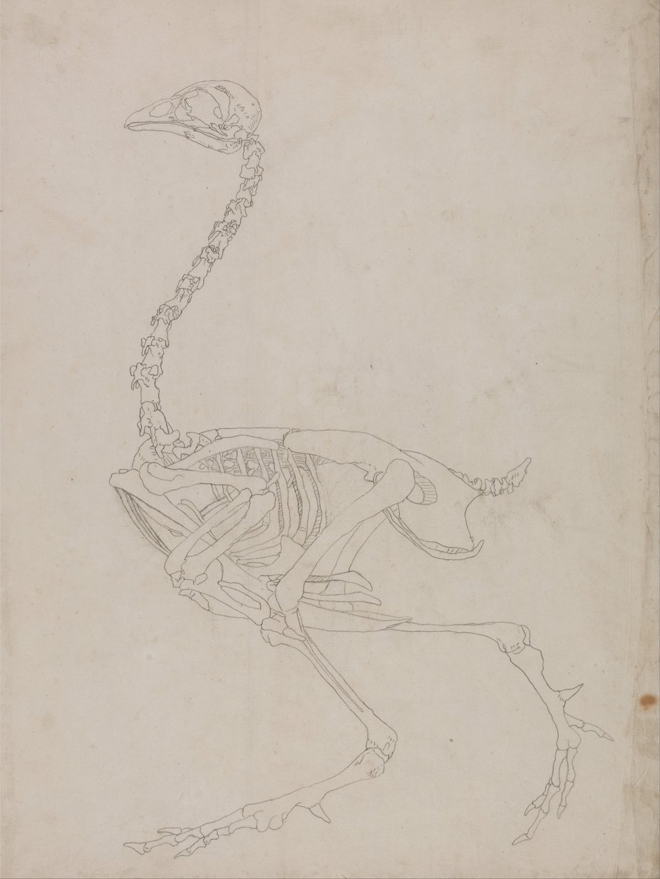 A Comparative Anatomical Exposition of the Structure of the Human Body with that of a Tiger and a Cow by George Stubbs