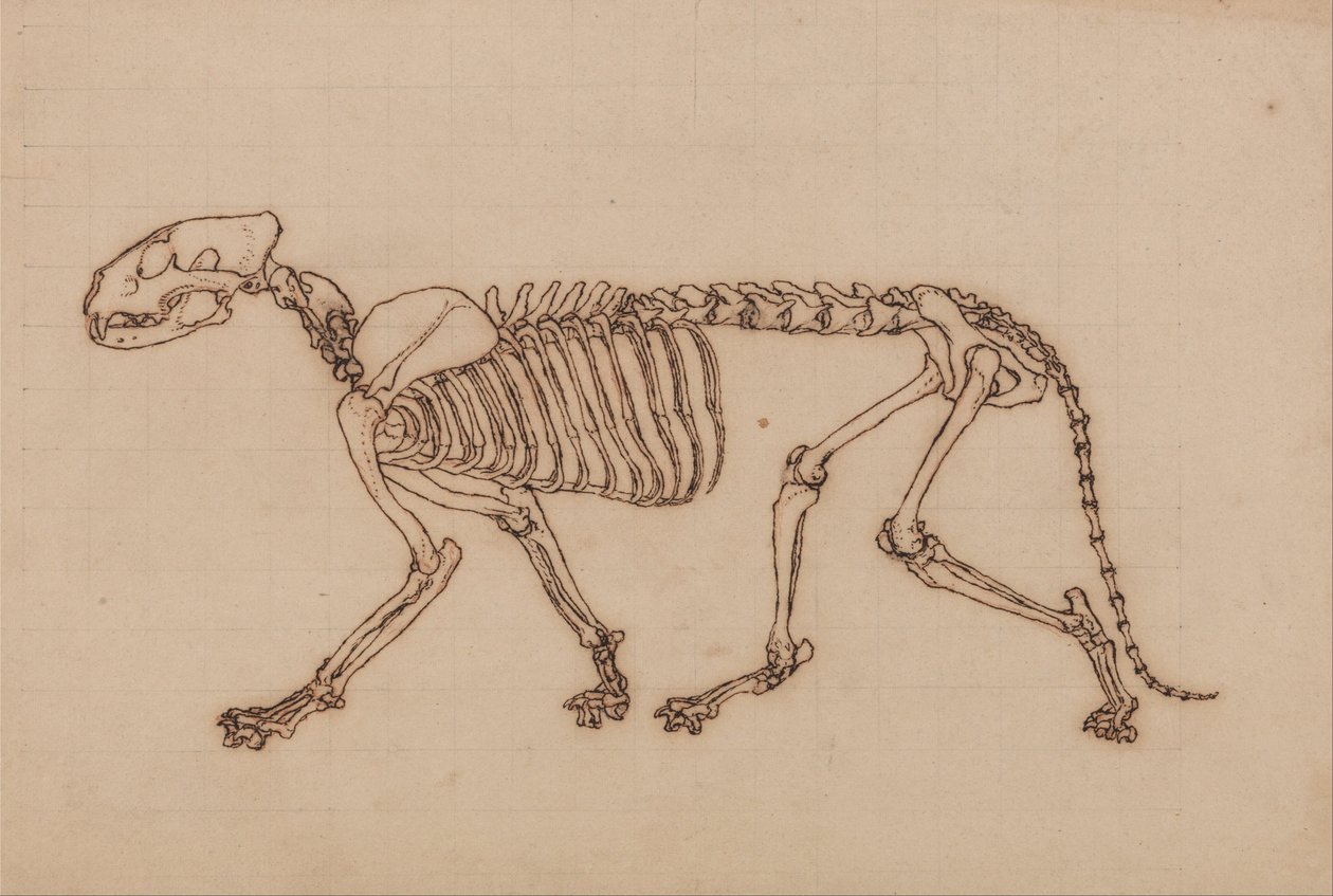A Comparative Anatomical Exposition of the Structure of the Human Body with that of a Tiger and a Cow by George Stubbs