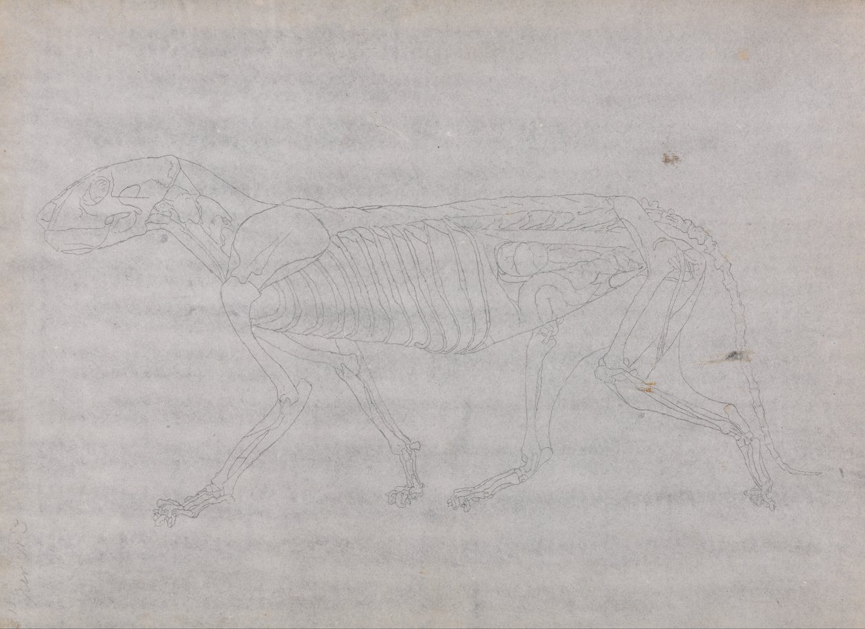 A Comparative Anatomical Exposition of the Structure of the Human Body with That of a Tiger and a Cow by George Stubbs