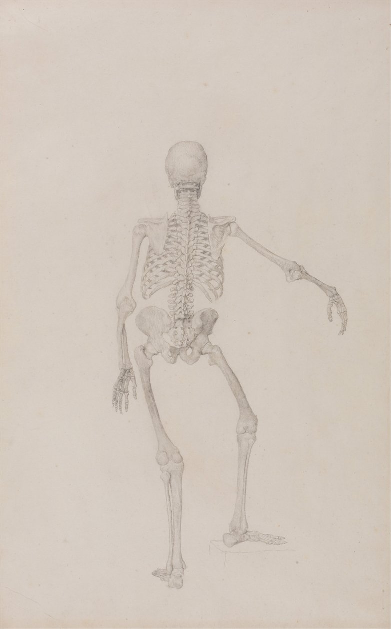 A Comparative Anatomical Exposition of the Structure of the Human Body with that of a Tiger and a Cow by George Stubbs