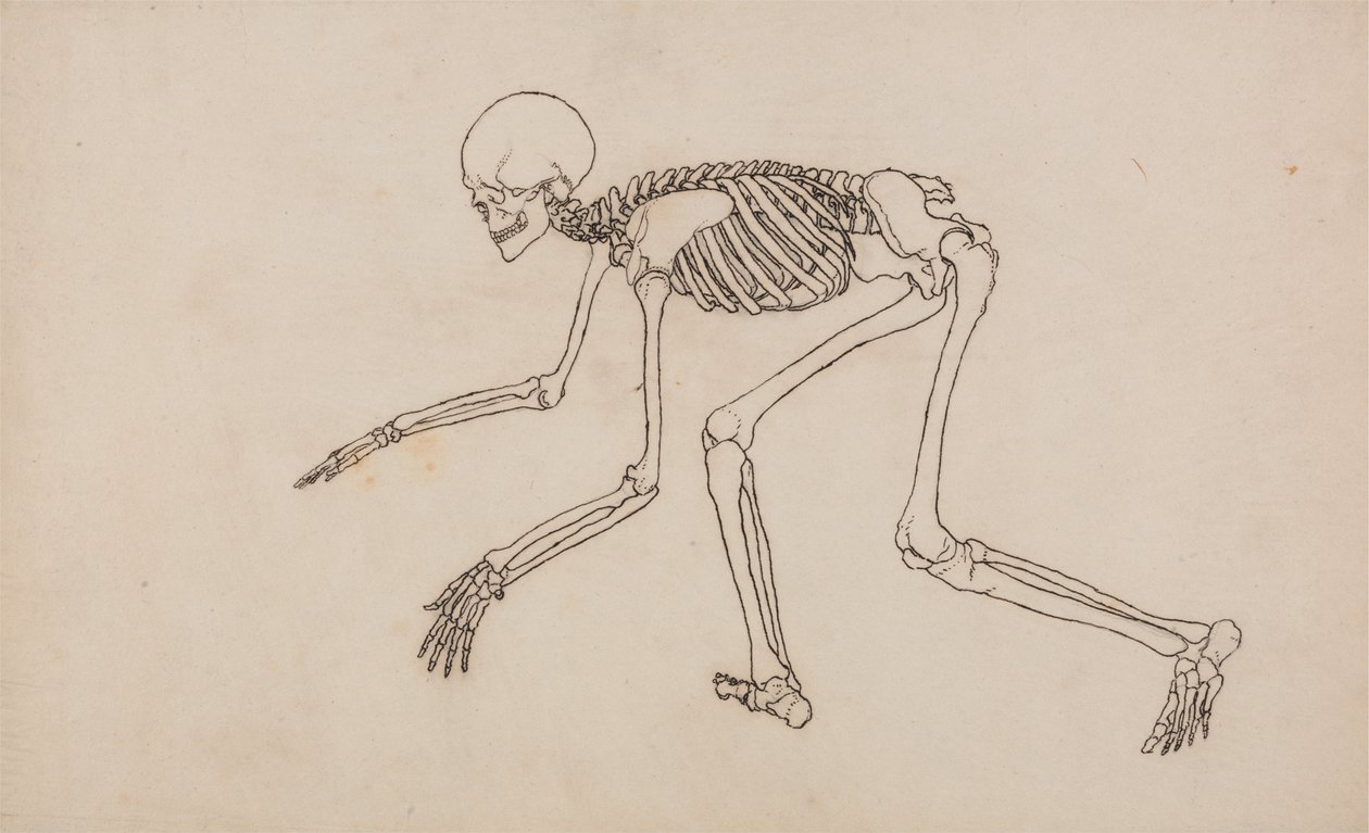 A Comparative Anatomical Exposition of the Structure of the Human Body with that of a Tiger and a Cow by George Stubbs