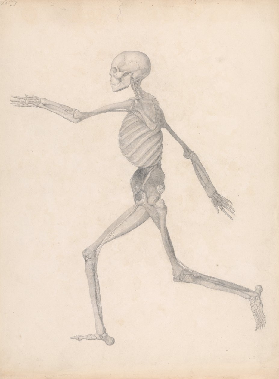 A Comparative Anatomical Exposition of the Structure of the Human Body with that of a Tiger and a Cow by George Stubbs