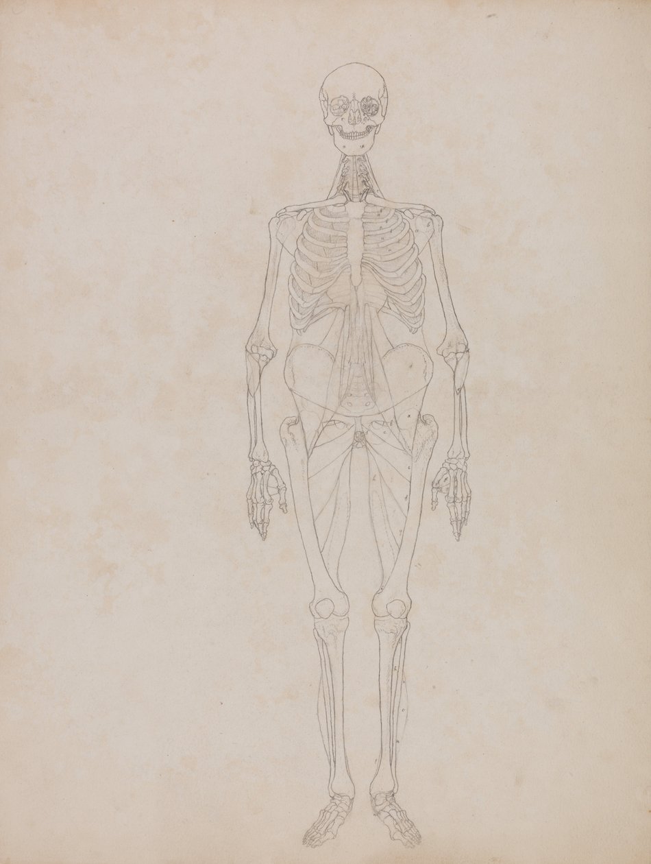 A Comparative Anatomical Exposition of the Structure of the Human Body with that of a Tiger and a Cow by George Stubbs