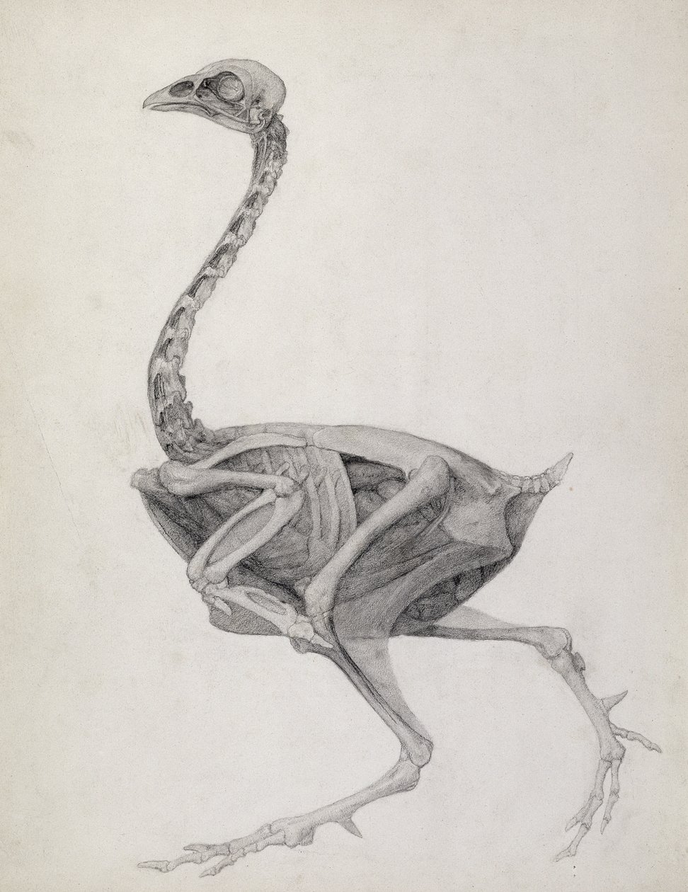 Fowl: Lateral View, Deeply Dissecting by George Stubbs