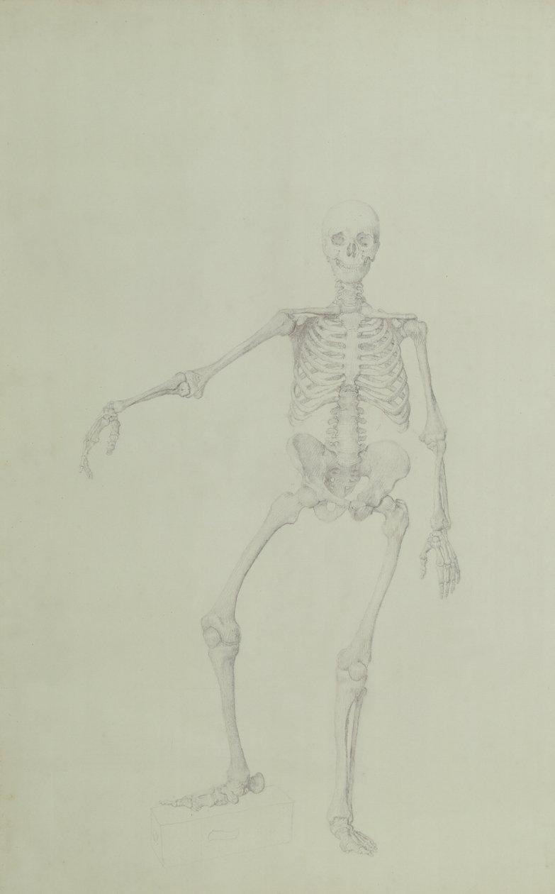Human Skeleton, Anterior View, Right Arm Outstretched, illustration from 