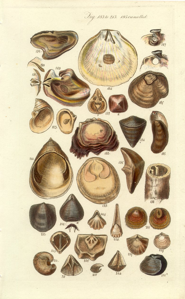 Conchological Manual Plate 11: Oysters and Other Shells by George B. Sowerby