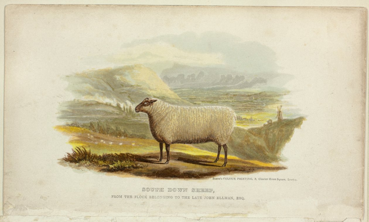 South Down Sheep by George Baxter