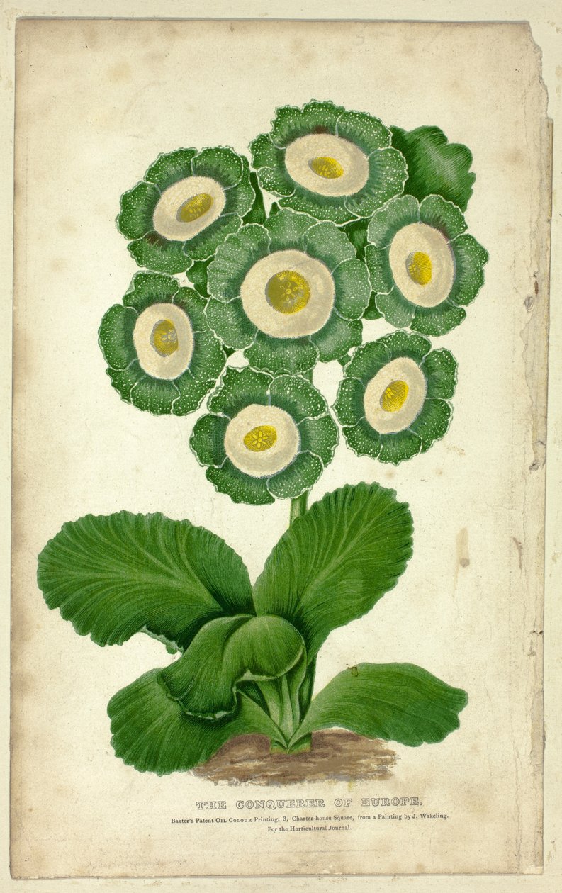 The Conqueror of Europe (Auricula) by George Baxter