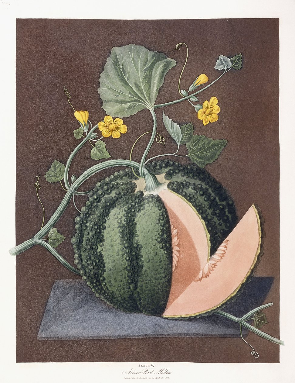 Silver Rock Melon by George Brookshaw