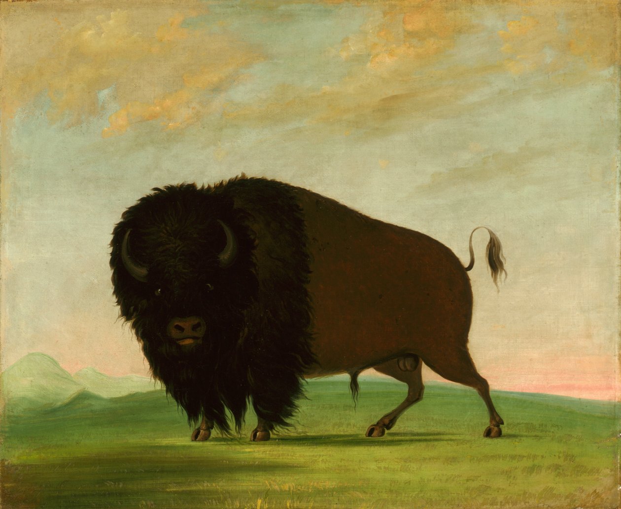Buffalo Bull, Grazing on the Prairie by George Catlin
